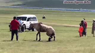 Сүхбаатар аймгийн Сүхбаатар сумын харьяат Болд ахын халиун морь