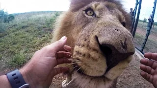 GoPro: Wild Animal Dental Surgery with Kevin Richardson