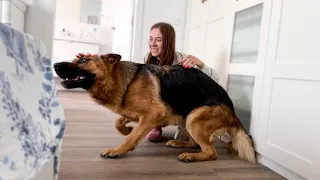 German Shepherd meets his human mom in the morning