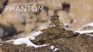 The Pursuit of Phantom Trailer (Documentary on Snow Leopards)