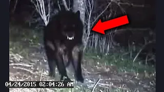 There’s Something HIDING In Yellowstone National Park…