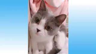 #funny animals talking# Cute Pets And Funny Animals Compilation - Pets Garden