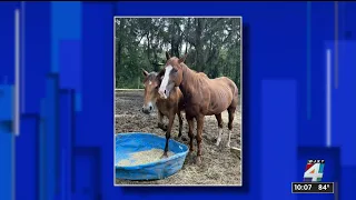 Horses recovering in Palatka after being removed from property in Glynn County