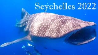 Top Seychelles diving 🇸🇨 - Praslin - La Digue - Mahé -- WhaleSharks!!