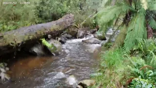 North Eastern Victoria Trout Fishing! (Amazing Scenery)