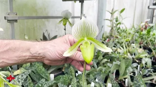 OrchidWeb - Paphiopedilum maudiae types