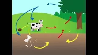 CC Cycle 2, Carbon and Oxygen Cycle