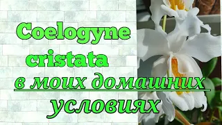 Coelogyne cristata. И о моих Цилогинах которые находятся в коллекции. Описание и уход.