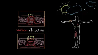 Thermoregulation in the circulatory system |  Circulatory system physiology |   NCLEX RN