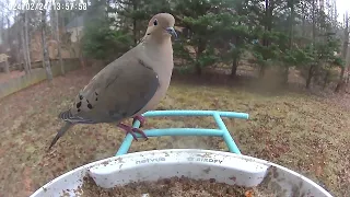 The Dove is back!