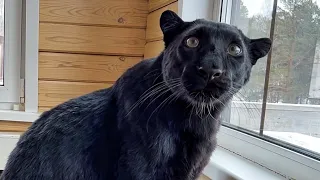 Panther Luna celebrates Shrovetide for the first time 🥞🐆🎉