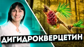 Дигидрокверцетин на защите здоровья Доктор Лисенкова