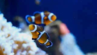 Beautiful Fish Aquarium & Relaxing Music in 4K - Sleep Meditation