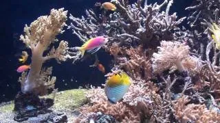 Oceanographic Museum Monaco 1080p HD