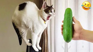 New Funny Animals 2024 🐈🐕 #Funniest Cutest Cats and Dogs🐱😻🐶 Part 13