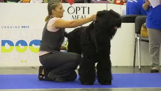 EuroDogShow 2017 РЧТ Кобели Чемпионы