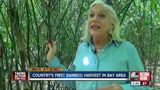 Inside the country's first commercial bamboo harvest