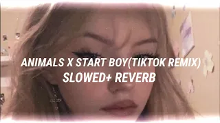 Animals X StarBoy ⭐ TikTok Remix (SLOWED REVERB) • Animals | Starboy | The weekend | A lofi boy