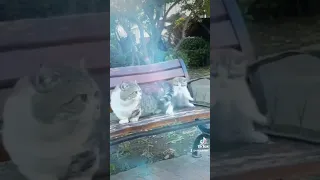 Best Funny Animals 2023 🤣 Funniest Cats and Dogs 😻🐶 Part 35