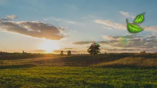 🍃 Som do Amanhecer na Fazenda (5h de Som de Pássaros pela Manhã para Relaxar e Acalmar)