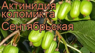 Актинидия коломикта Сентябрьская 🌿 обзор: как сажать, саженцы актинидии Сентябрьская