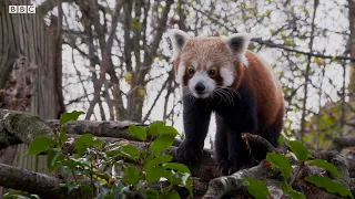 Are Red Pandas Friendly? ﻿| Weird Animal Searches | BBC Earth Kids