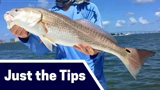 Spring Redfish Fishing Tips: Where, Bait, and Tackle [Just the Tips]