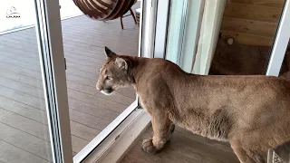 Messi the cougar doesn't want to walk with Gerda