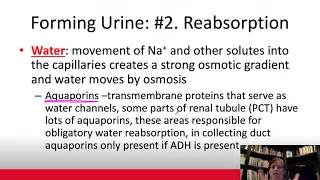 Renal physiology lecture.part 2