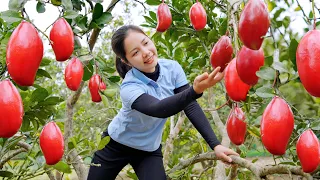 Harvest Mango Red Garden goes to the market sell - Cooking, Garden, Farm - Hanna Daily Life