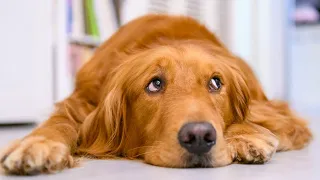5 Things Golden Retrievers Are Scared Of