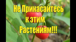 5 Самых опасных растений России - вы обязаны это знать!