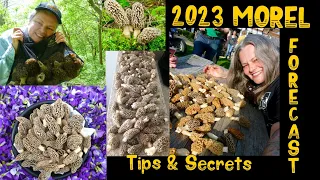 🔥2023 MOREL MUSHROOMS FORECAST🔥Tips & Secrets, Festivals, FIRST USA MOREL FOUND!😱#howtofindmorels