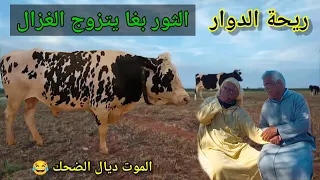 riht douar ريحة الدوار طرائف ومواقف مضحكه جدا - الثور بغا يتزوج الغزال #riht_douar #ريحة_الدوار