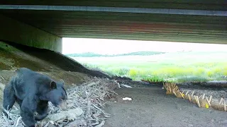 Wildlife activity at the underpasses along the I-25 South GAP project