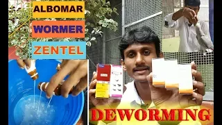 Deworming Tips Of Birds and Parrots / How to Deworming Birds and Parrots Tips.