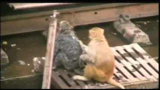 Monkey saves life of another monkey after being shocked by electricity