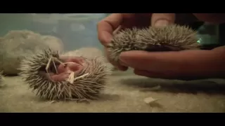 1 week old African Pygmy Hedgehogs