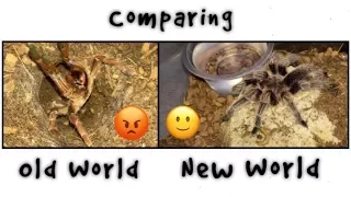 OLD WORLD vs NEW WORLD tarantulas !!! Q&A
