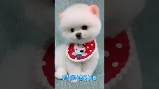 Mini Pomeranian Dog - Funny And Cute  Pomeranian Videos | Funny Puppy Videos #4