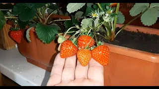Клубника на подоконнике Как вырастить клубнику зимой на подоконнике? strawberries on the windowsill