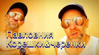 Что лучше, павловния из корешков или черенков?