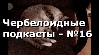 Чербелоидный подкаст #16 - Работа и личное  Смешать, но не взбалтывать