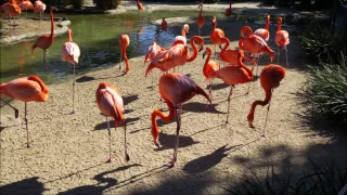 Flamingos at the San Diego Zoo, March 2017