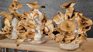 How to Grow Oyster Mushrooms in Plastic Bottles at Home | NO STERILIZATION