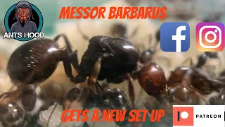 Messor Barbarus Get A New Set Up
