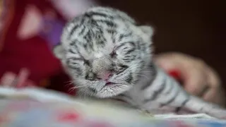 Cutest Baby Tigers Doing Funny Things Compilation!