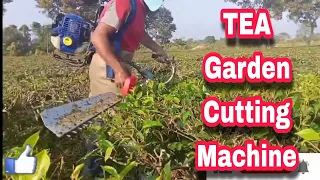 Hedge Trimmer tea gardenআহিগল  অসমত  চাহ  গছ  কলম মেচিন 💥🥰🥰