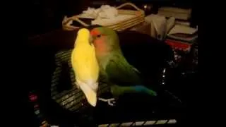 Big Bird and Peepers lovebird mating dance 1