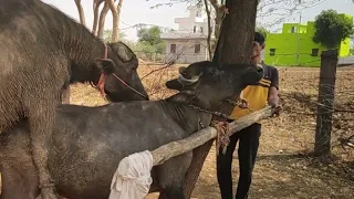 (519) Bhains Mating Pada 2024